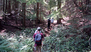 Hiking Down Trail